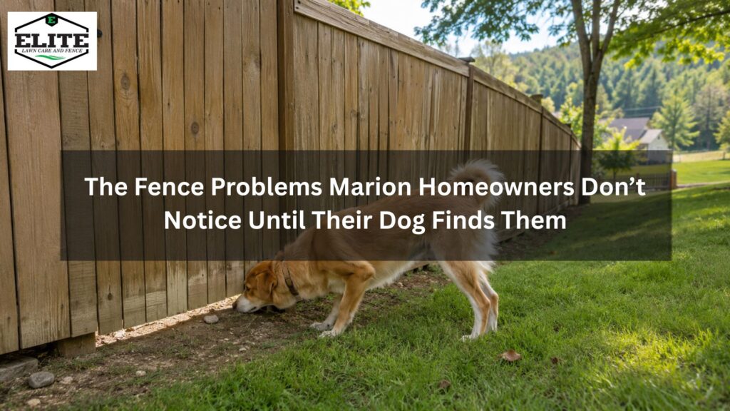Dog standing near a backyard fence in Marion NC with secure gate and fence line being checked for gaps